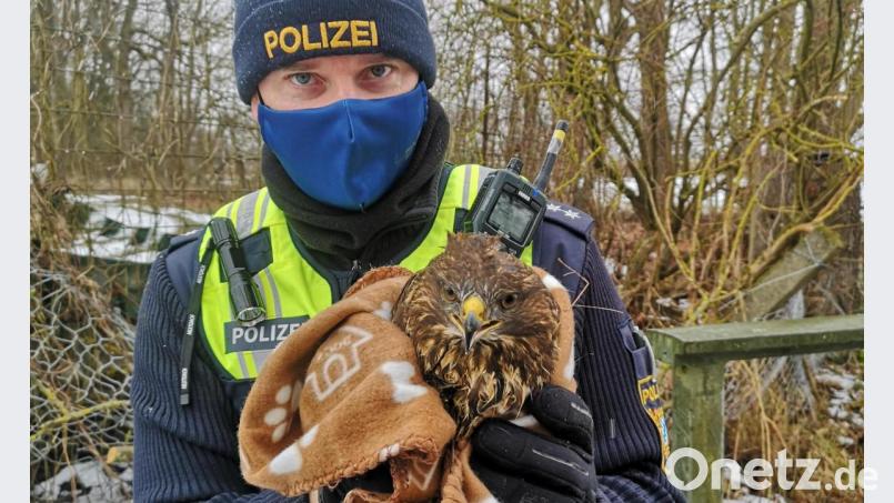 Polizisten der Polizei Neutraubling retteten einen verletzten Mausebussard. Bild: Polizeipräsidium Oberpfalz