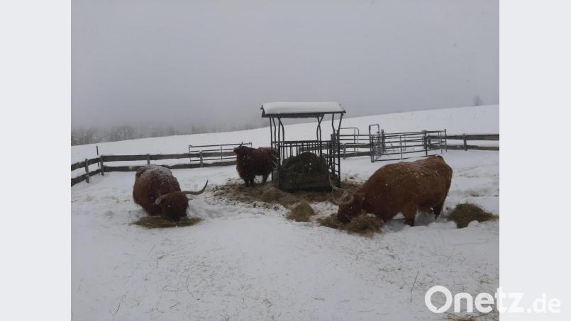 Ganz gemütlich verbringen die drei Hochlandrinder auf dem Ebnather Kalvarienberg ihren Lebensabend. Solange es nicht zu heiß ist, ist ihnen das Wetter herzlich egal. Bild: soj