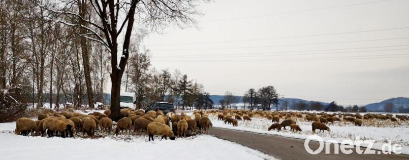 Die Herde pausierte hinter dem Miesberg, um auf die fehlenden Schafe zu warten und dann gemeinsam in Richtung Wölsendorf weiterzuziehen. Bild: td