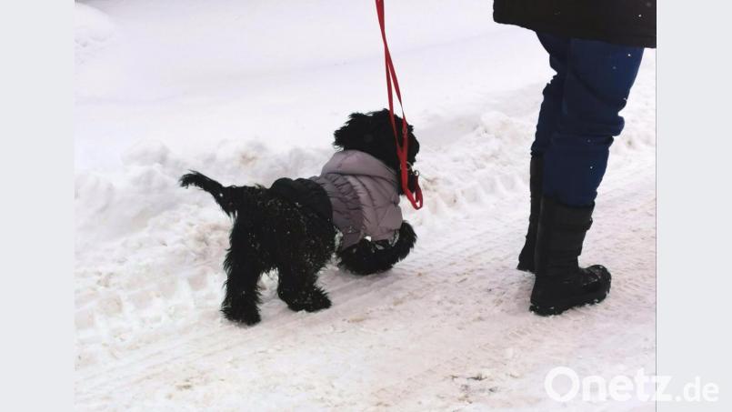Die Hundesteuersatzung wird bezüglich einer Kampfhunderegelung nicht geändert. Das hätte „Wladimir“ (Rasse: Bolonka Zwetna“) auch nicht betroffen, der täglich in Schönsee mit Frauchen und Kapuzenjacke Gassi geht. Bild: Portner