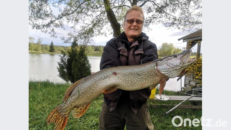 Aus einem der neu angepachteten Gewässer bei Zinst zog Vorsitzender Thomas Götz im vergangenen Mai einen 90 Zentimeter langen Hecht. Bild: ak