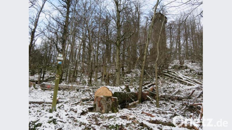 Die ersten Bäume am Rauhen Kulm sind seit Dezember umgesägt. Weitere Arbeiten folgen noch. Archivbild: ow
