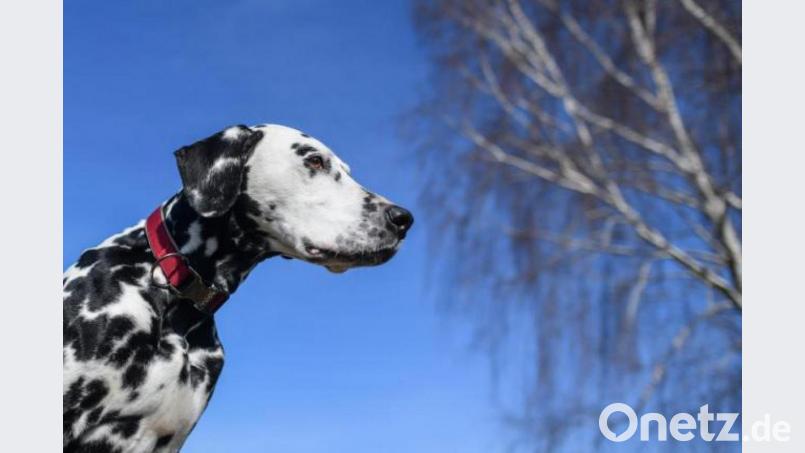 Ein Dalmatiner, der von seinem Besitzer nicht angeleint worden war, sorgte in Amberg für Ärger. Symbolbild: Patrick Pleul/dpa