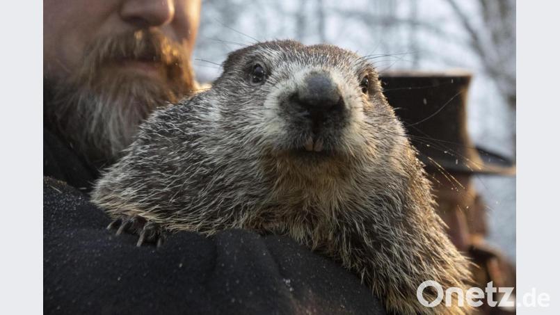 Im vergangenen Jahr hatte Phil einen frühen Frühling vorhergesagt. Bild: AP Photo/Barry Reeger