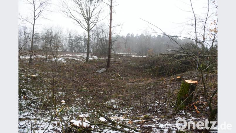 Zwischen dem Baumstumpf rechts und den Bäumen links ist im Hintergrund eines der Regenrückhaltebecken zu erspähen. Völlig eingebettet in die Natur fällt es kaum auf. Der Bewuchs ging über die gesamte Fläche des Beckens, das somit seine Leistungskraft einbüßte. Die Niederschlägen liefen oberflächlich über die Gemeindeverbindungsstraße hangabwärts Richtung Neudorf ab. Bild: bey