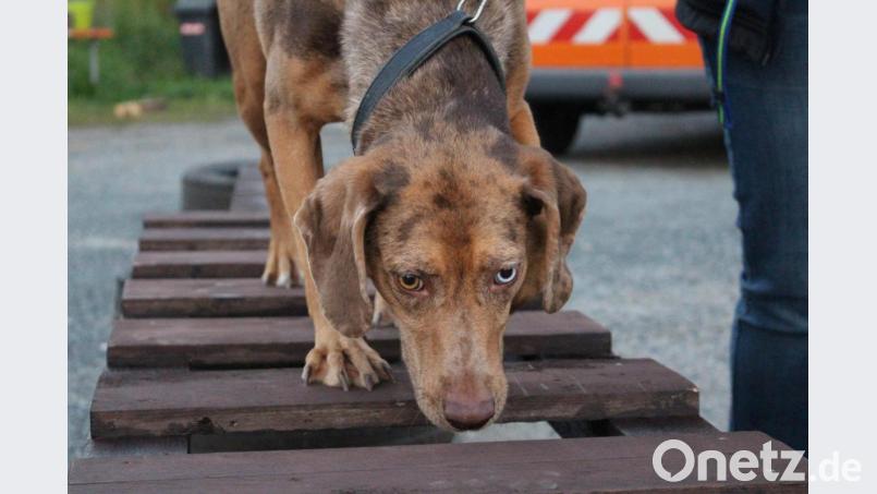 Immer einsatzbereit: Die Rettungshundestaffel der Feuerwehr Schwarzhofen trainiert außerhalb der Coronapandemie zwei Mal pro Woche. Auf dem Bild ist ein Hund beim Gerätetraining auf dem Hundeübungsplatz zu sehen. Bild: Clara Hutzler/exb