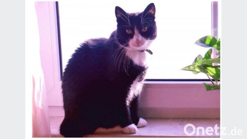 Kater Felix überlegt, was er als nächstes vor hat: Hühnchen oder doch lieber ein bisschen dösen? Bild: fuw