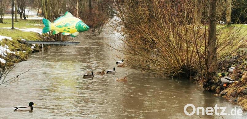 Im Schirnitzbach am Seeleitenpark in Kemnath schwimmen nur wenige Enten. Die meisten suchten sich einen Platz am Uferrand. Der Wasserstand dort ist am Mittwochmittag überschaubar. Wohl deshalb, weil die Verantwortlichen an den Wehren regulieren und kontrollieren. Bild: mde