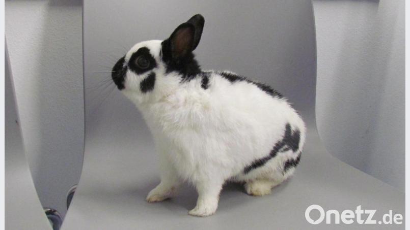 Dieses Kaninchen wurde in einem Garten in der Werthstraße gefunden. Bild: Polizeiinspektion Schwandorf/exb