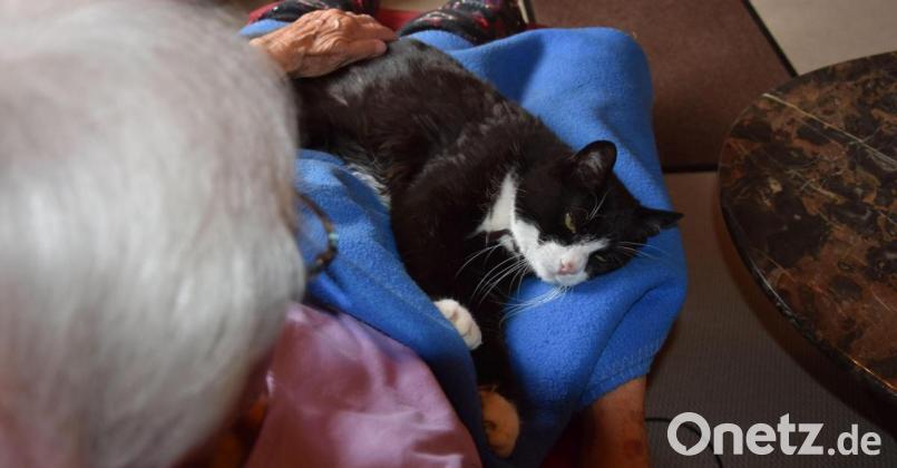 Oma beim Kater kraulen: So fühlt sich Felix am Wohlsten - eingekuschelt in seine Decke auf dem Schoß von Oma. Bild: fuw