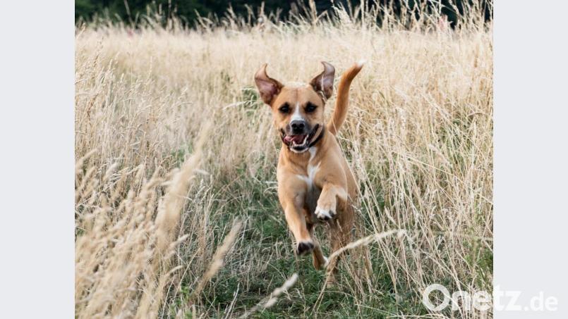 Ein Hund tollt durch ein Feld. Auf der B22 bei Oberviechtach hat ein freilaufender Vierbeiner einen Unfall ausgelöst. Symbolbild: Robert Günther