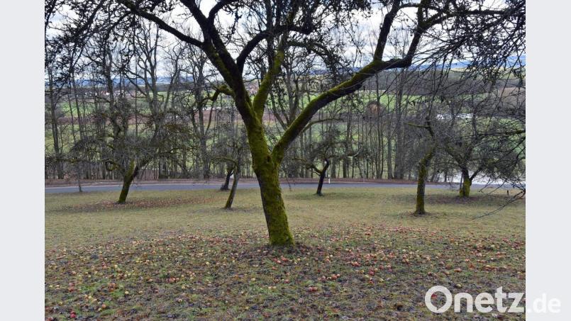 Die Streuobstwiesen am Annaberg-Nordhang gelten als wertvolle Lebensräume. Künftig soll die Öffentlichkeit dort das Obst ernten dürfen. Bild: Andreas Royer