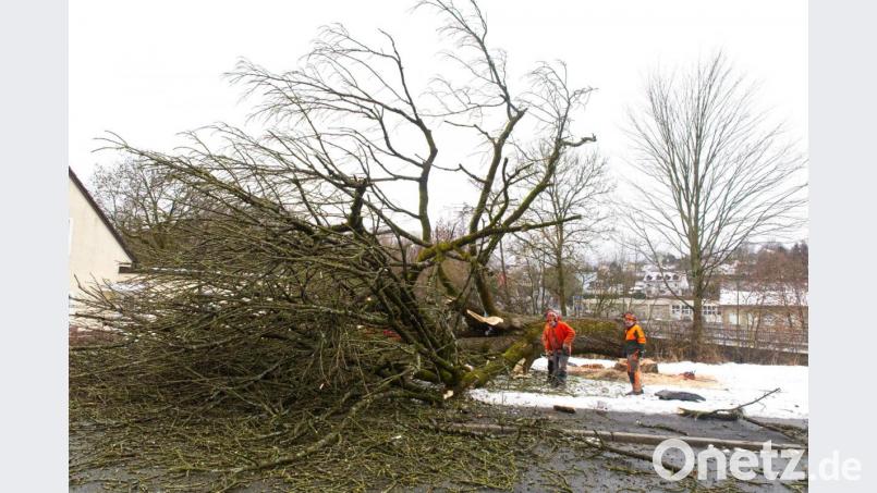 In seinem Gutachten informierte Kreisfachberater Harald Schlöger, dass bereits vermehrt Äste der Esche abgestorben waren. Der etwa 80 Jahre alte Baum habe nur noch eine geringe Lebenserwartung gehabt. Bild: njn