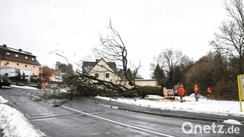 Fachmännisch legte Josef Stock mit seinen Mitarbeitern des Bauhofs der Stadt Erbendorf die alte große Esche um. Der Baum musste gefällt werden, weil an dieser Stelle ein Regenüberlaufbecken errichtet wird. Einen Alternativstandort für das unterirdische Bauwerk gibt es nicht. Bild: njn