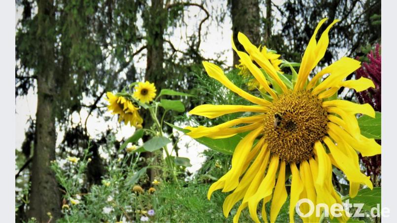 Vor allem die Wildbienen sind schützenswert. Sie sind vom Aussterben bedroht, dabei leisten sie wertvolle Dienste auch im heimischen Garten. Die Arten unterscheiden sich optisch durch Größe, Färbung oder Musterung. Archivbild: ubb