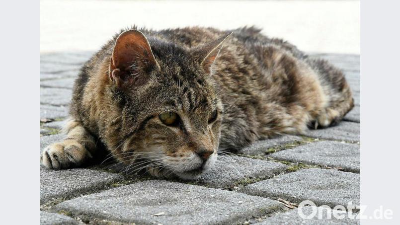 Wilde Katzen sind seit Jahren auch im Landkreis Neustadt/WN ein Problem. Deshalb beantragt die JU-Kreistagsfraktion die Schaffung eines Budgets zur Kastration /Sterilisation der Tiere. Archivbild: Petra Hartl