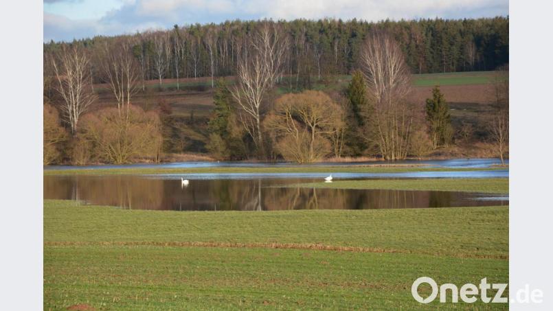 Die Wasserflächen auf Wiesen und Feldern im Bereich zwischen Hofteich um der Kriegermühle haben sogar Schwäne angezogen. Bild: jr