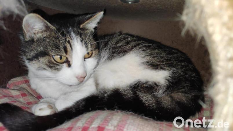 Kater Max, als es ihm noch gut ging. Vermutlich hat er Rattengift gefressen. Bild: Maria Krämer/exb