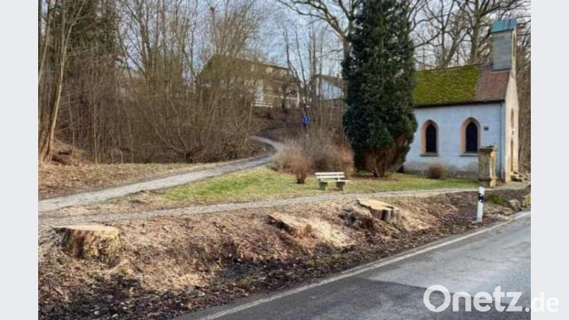 Nur noch die Baumstümpfe sind zu sehen. Die mussten wegen des Befalls mit dem Brandkrustenpilz gefällt werden, weil sie zur Gefahr für Menschen und den Verkehr geworden wären. Bild: bey