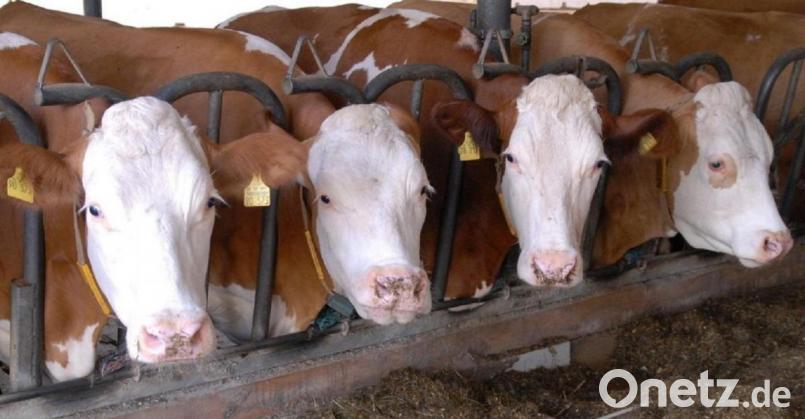 Vier Kühe stehen in einem Stall. Vor dem Schwandorfer Amtsgericht hatte sich ein Landwirt wegen festgestellter Missstände zu verantworten. Er hatte seine Rinder – wie Veterinäre aussagten – im Dreck stehen lassen. Symbolbild: Petra Hartl