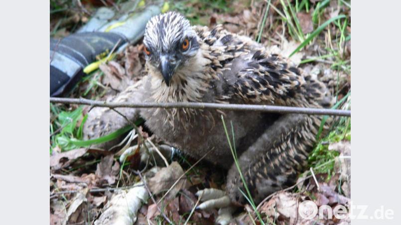 Mit der Beringung wird der Jungvogel ins &quot;Vogelstandesamt&quot; aufgenommen Archivbild: rn