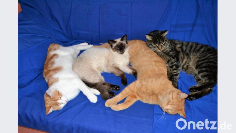 Simbi, Belli, Fauchi und Felix. Bild: hcz