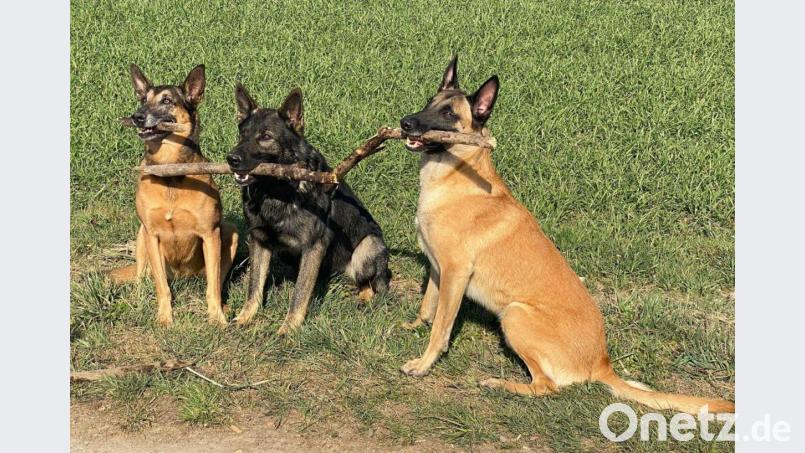 Die Hunde Conny, Odin und Eddie (von links) freuen sich schon auf den Spendenlauf am kommenden Wochenende in Krummennaab, den Odins Frauchen Eva Faulhaber organisiert. Bild: Eva Faulhaber/exb
