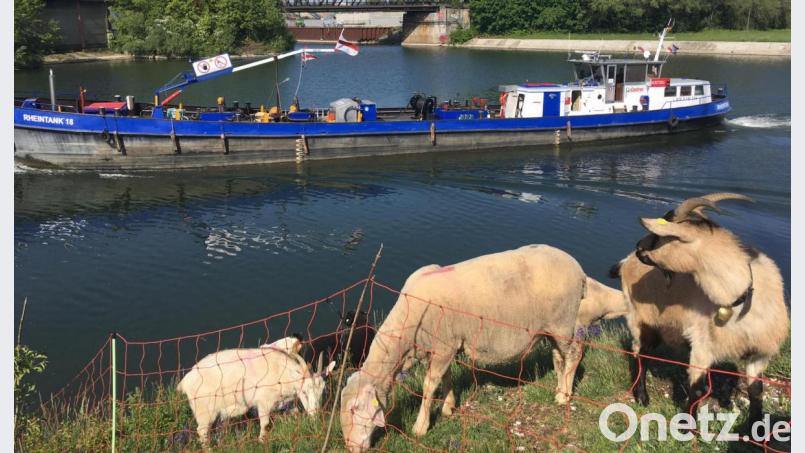 Schafe und Ziegen beweiden Grasflächen im Hafengebiet, die für technische Geräte schwer zugänglich sind. Wo die Tiere grasen, wird die Artenvielfalt größer Archivbild: Bayernhafen/Severin Eggerdinger
