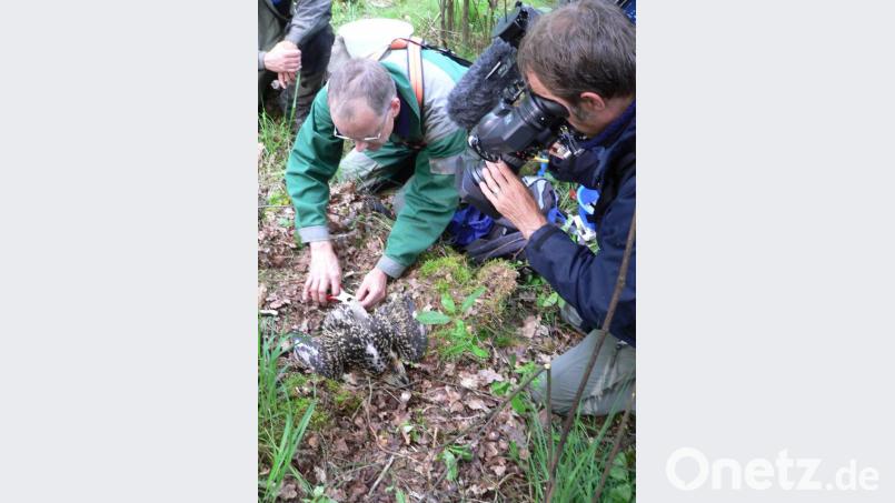 Dem Adler ins Auge schaute am 18. Juni 1985 ein Kamerateam des Bayerischen Rundfunks. Dr. Daniel Schmidt-Rothmund, Diplombiologe und Leiter des NABU-Vogelschutzzentrums Mössuingen, &quot;schmückte&quot; zwei Jungadler mit jeweils zwei Ringen. Archivbild: rn