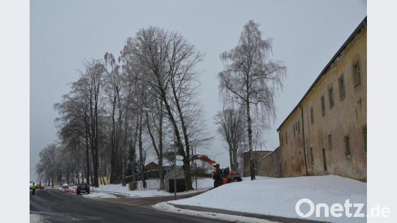 Mithilfe hydraulischer Kraft wird der abgesägte Ahornbaum in die richtige Fällbahn gelenkt. Bild: dob