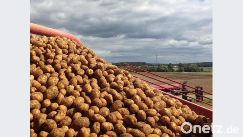 Auf eine Laufzeit von drei Jahren ist der Liefervertrag zwischen Burgis und der Erzeugergemeinschaft Stulln ausgerichtet. Archivbild: mvs