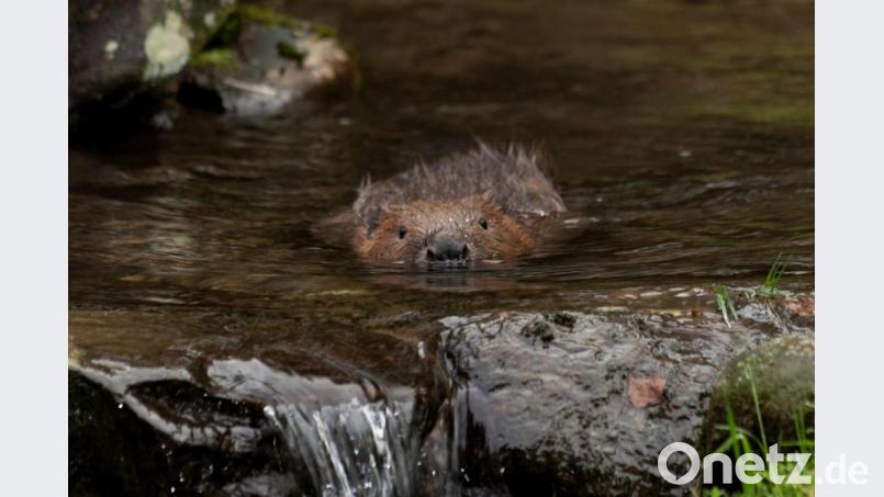 Ein Biber schwimmt im Wasser, also ist er doch sozusagen ein Fisch und darf damit in der Fastenzeit gegessen werden. Der Biber ernähre sich alleine von Fisch, ist ein weiteres Argument für Biber-Braten. Archivbild: tr