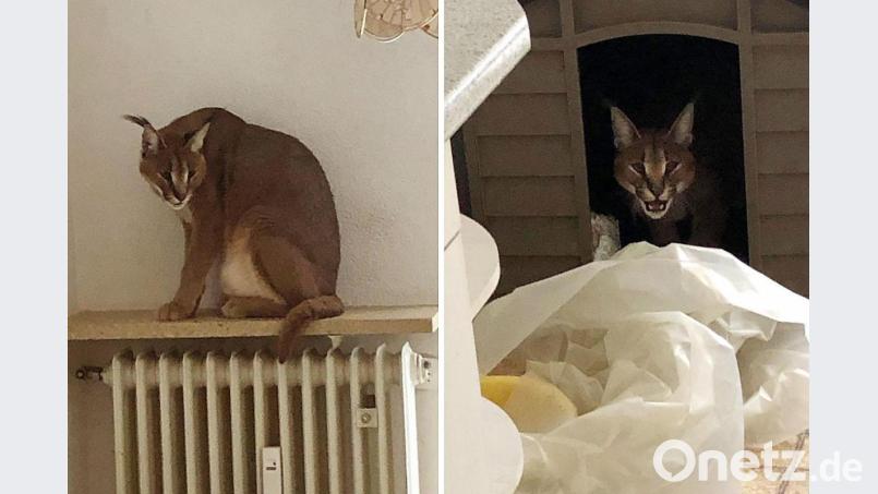 In der Küche der Weidenerin entdeckten die Beamten einen ausgewachsenen Wüstenluchs. Bild: Polizeiinspektion Weiden