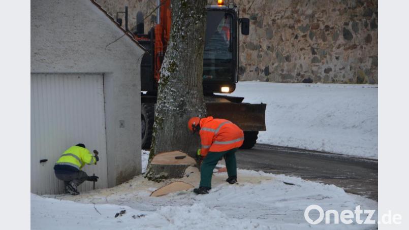 Der städtische Bauhofarbeiter Josef Fritsch sägt eine Fällkerbe in den Ahornbaum, der wenige Minuten später krachend auf die Straße fällt. Die Wurzeln des Baumes hatten bereits eine daneben stehende Garage beschädigt. Bild: dob