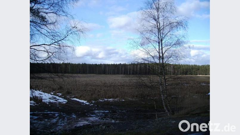 Die Verlandung des Schießlweihers macht den Schwarzenbacher Gemeindeverantwortlichen Sorgen. Gemeinde und Obere Naturschutzbehörde wollen gemeinsam nach einer Lösung suchen. Bild: bjp