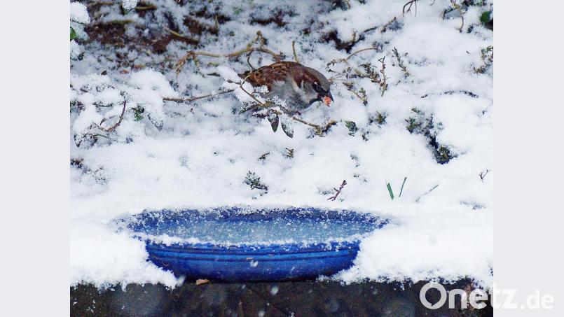 Pech für diesen gefiederten Besucher: Er muss sich wegen der Eisschicht in der Wasserschale eine andere Quelle suchen, um seinen Durst zu stillen. Bild: Martina Gehret/exb