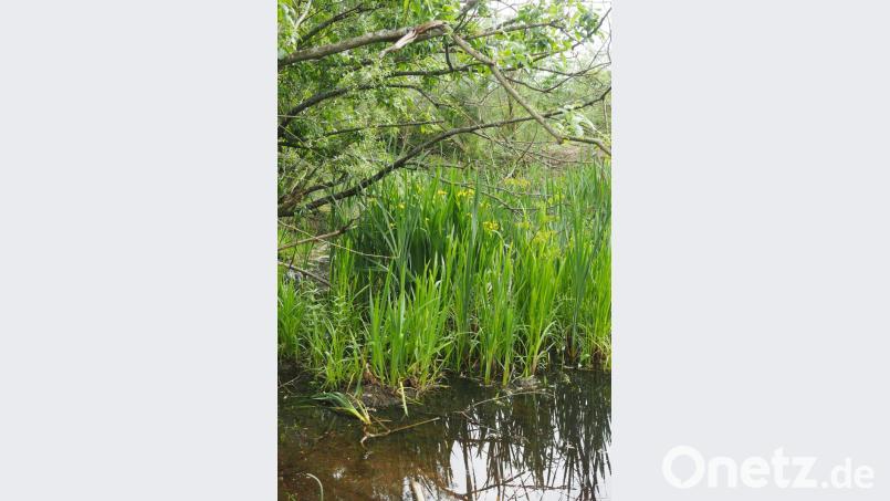 Wie die Hüll in Kemnatheröd sollen auch weitere Wasserflächen in der Gemeinde Ursensollen renaturiert werden. Bild: Franz Mädler