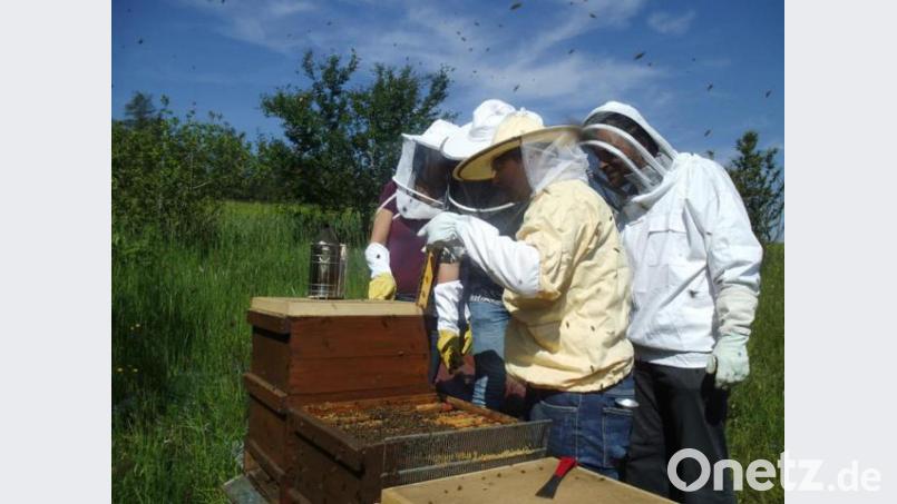 Probe-Imker des Bienenzuchtvereins Sulzbach-Rosenberg bei der Ausbildung am Lehrbienenstand. Bild: Alexander Titz/exb
