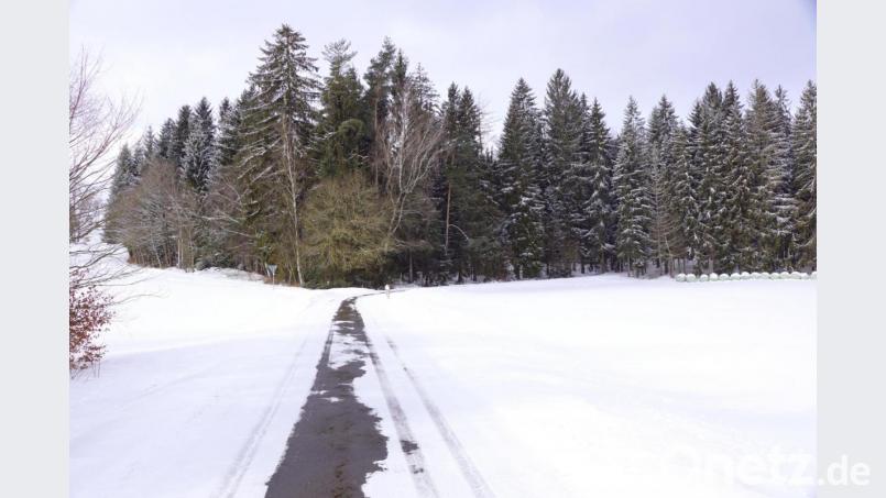 In diesem Waldstück soll der Waldkindergarten eine Heimat finden. Der rechte Weg führt nach Neugrünberg, der linke, ein befestigter Flurbereinigungsweg, nach Frankenreuth. Bild: bkr