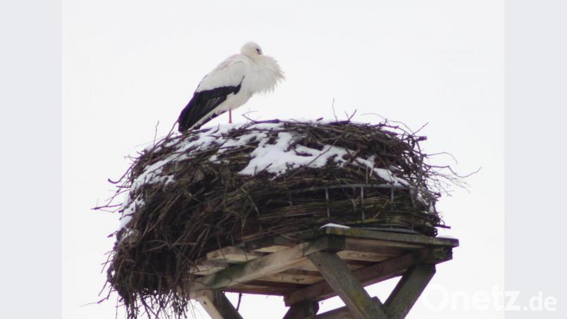 In Altendorf hat sich der Storch eingefunden. Bild: Mardanow