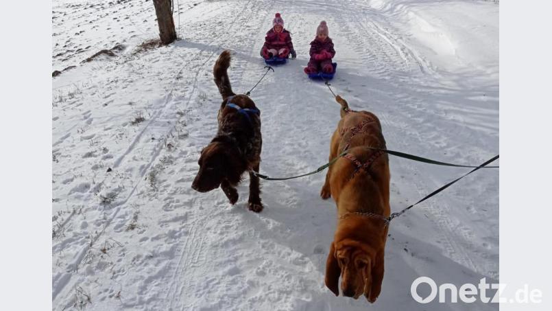 Deutsch Langhaar Basko und Bloodhound Willi geben sich Mühe: Den beiden Kraftpaketen macht es sichtlich Spaß, die Schlitten von Lisa und Sarah durch die weiße Winterlandschaft zu ziehen. Bild: soj