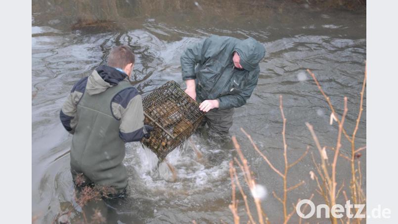 Grau und kalt und geradezu unwirklich, so präsentierte sich die Natur beim ersten Arbeitseinsatz des Fischereivereins Schmidmühlen in diesem Jahr. Die Mitglieder kontrollieren In der Lauterach die Brutboxen für Bachforelleneier und entnehmen sie aus dem Gewässer. Bild: pop