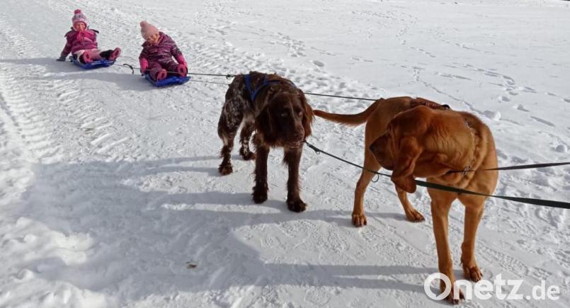 Deutsch Langhaar Basko und Bloodhound Willi geben sich Mühe: Den beiden Kraftpaketen macht es sichtlich Spaß, die Schlitten von Lisa und Sarah durch die weiße Winterlandschaft zu ziehen. Bild: soj