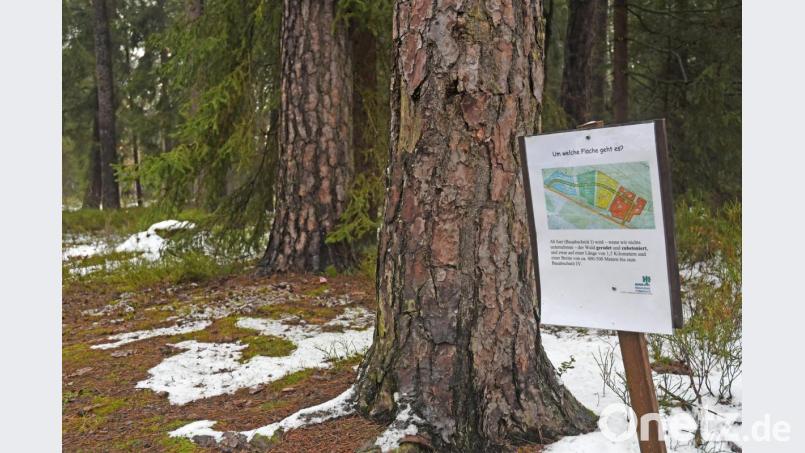 Die Mehrheit der Weidener Bürger hat sich am Sonntag in einem Bürgerentscheid gegen ein Gewerbegebiet in Weiden West IV ausgesprochen. Die weiteren Planungen in dem Waldgebiet sind damit gestoppt. Bild: Gabi Schönberger