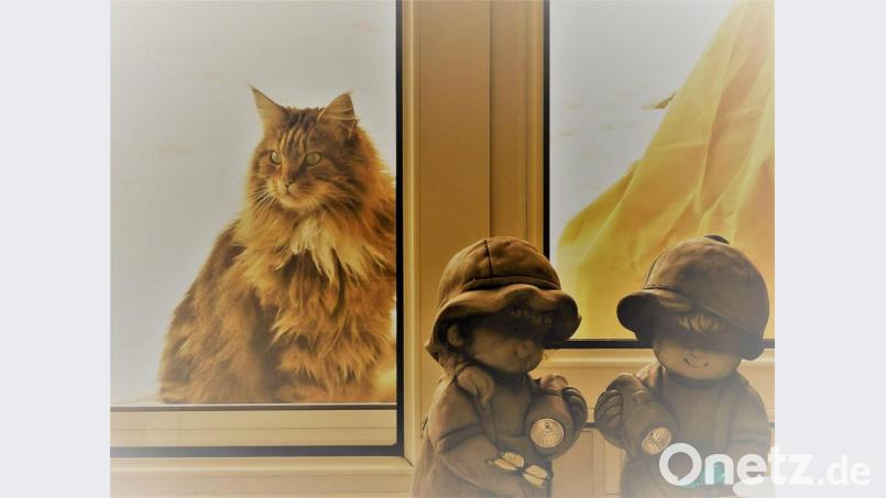 In Eslarn besuchen immer wieder Katzen tierfreundliche Nachbarn. Dieser Mieze scheint es gutzugehen. Bild: gz