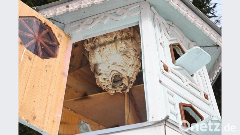 Hornissen haben sich im Taubenhaus von Willi Graf aus Karmensölden eingenistet. Bild: gf