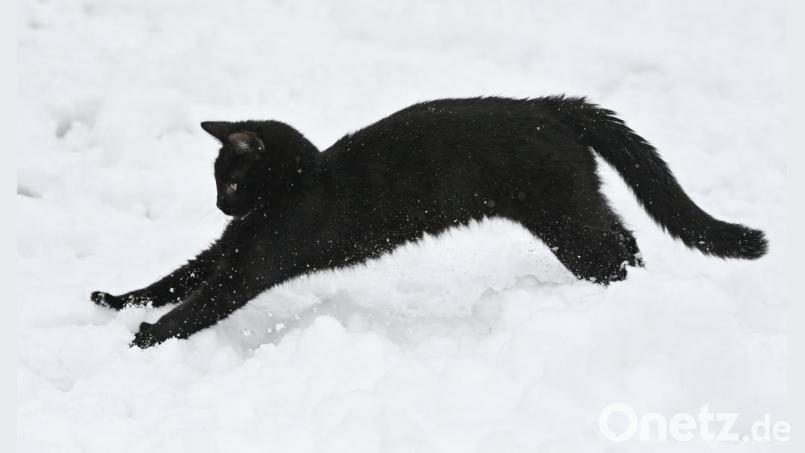 So wie dieses Tier soll der in Döllnitz (Leuchtenberg) verschwundene Kater aussehen: schwarzes Fell mit weißen Zehen an den Hinterpfoten. Symbolbild: Patrick Pleul/dpa