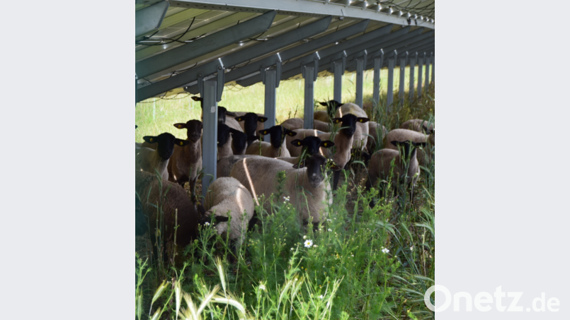 Vielleicht grasen auch unter den Modulen der Freiflächen-Photovoltaikanlage bei Wappersdorf einmal Schafe. Der Gemeinderat Ursensollen hat das Projekt genehmigt. Bild: Gemeinde Ursensollen/exb