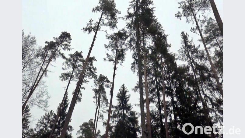 Auerbach gehört, auf seine Fläche umgerechnet, zu den waldreichsten Kommunen in Bayern. Bild: jma