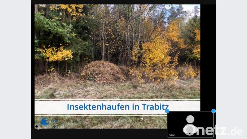 Sieht unspektakulär aus, ist es aber nicht für die, die sonst nirgends unterkommen: ein vom LBV angelegter Insektenhaufen in Trabitz. Screenshot: Eichl